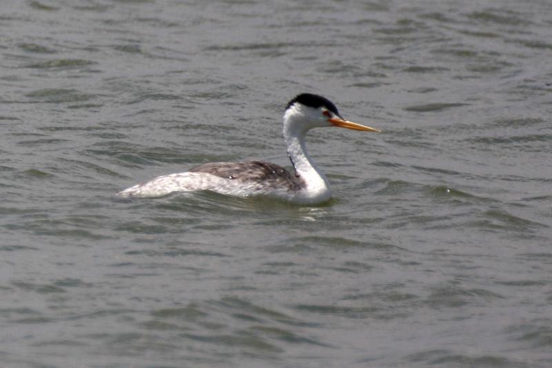 Clark's Grebe FtDavis Aug08 114.jpg
